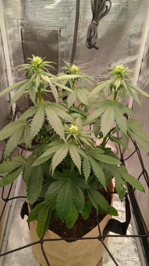 Special Kush ( Trying New Techniques ). Week 6