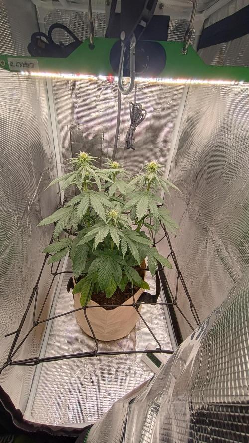 Special Kush ( Trying New Techniques ). Week 6
