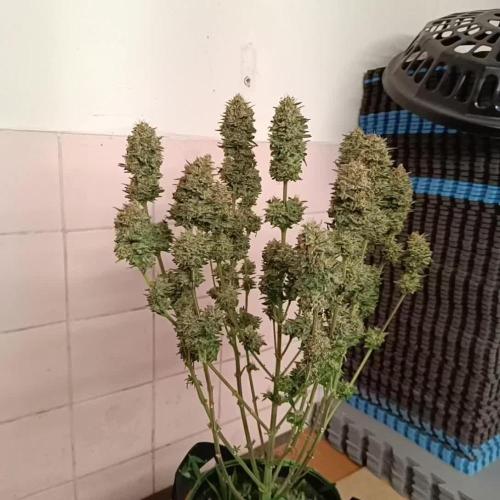 Hindu kush - Sensi Seeds