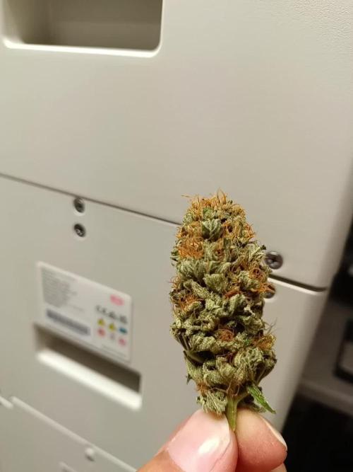 Hindu kush - Sensi Seeds