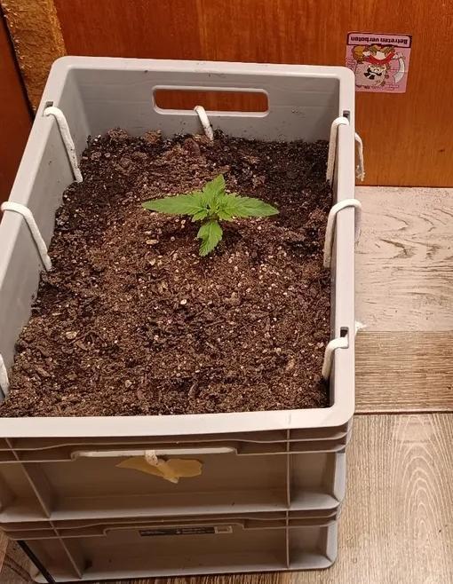 Lemy x Sour Diesel. Week 2