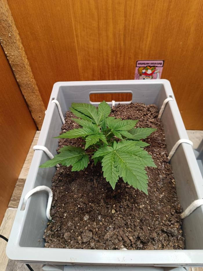 Lemy x Sour Diesel. Week 3