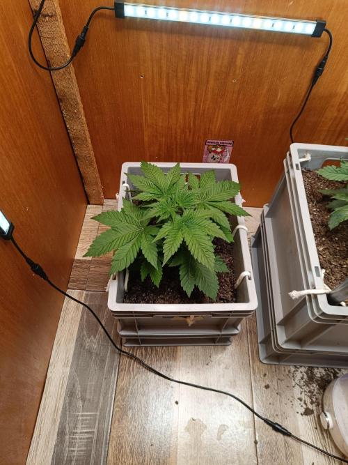 Lemy x Sour Diesel. Week 4