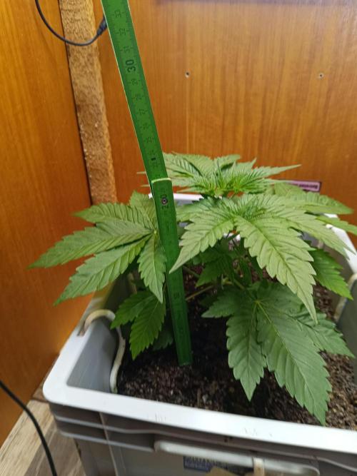 Lemy x Sour Diesel. Week 4