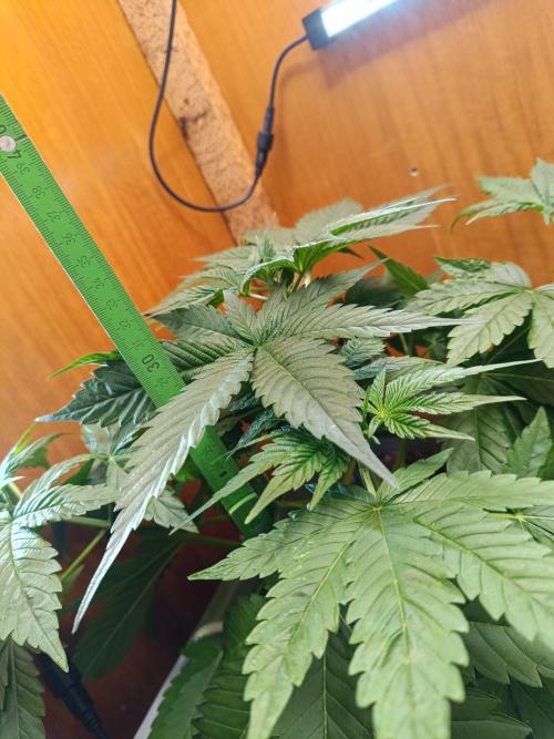 Lemy x Sour Diesel. Week 5