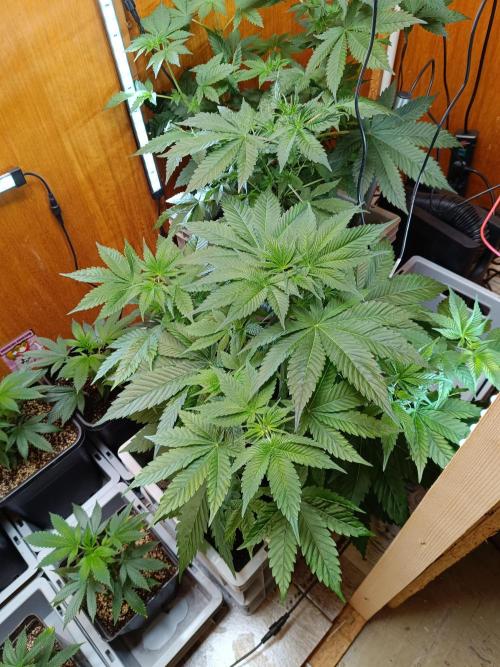 Lemy x Sour Diesel. Week 6