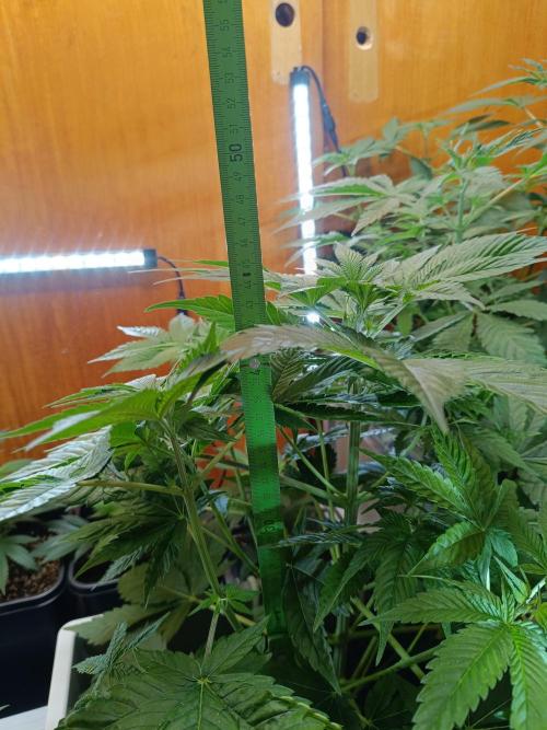 Lemy x Sour Diesel. Week 6