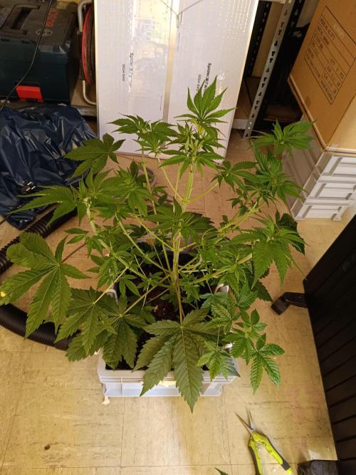 Lemy x Sour Diesel. Week 7