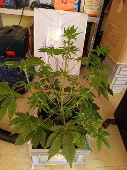 Lemy x Sour Diesel. Week 7