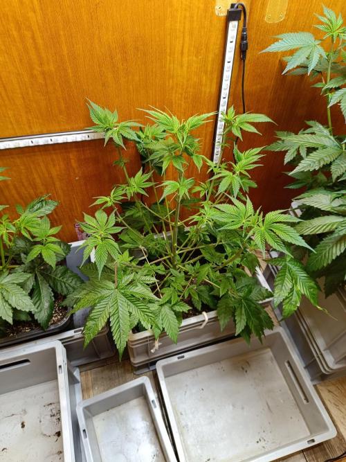 Lemy x Sour Diesel. Week 7