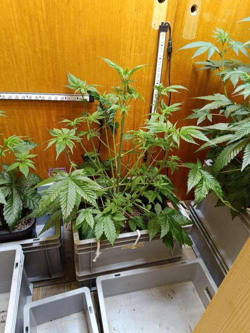 Lemy x Sour Diesel. Week 7