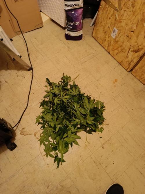 Lemy x Sour Diesel. Week 7