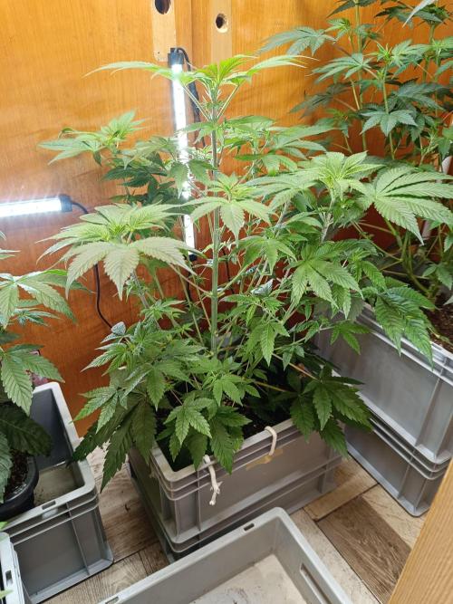 Lemy x Sour Diesel. Week 8