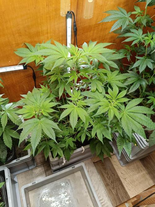 Lemy x Sour Diesel. Week 8