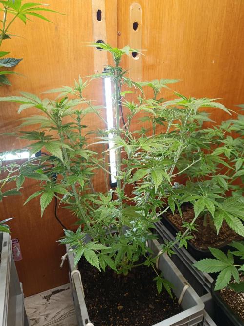 Lemy x Sour Diesel. Week 9