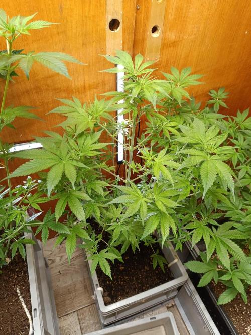 Lemy x Sour Diesel. Week 9