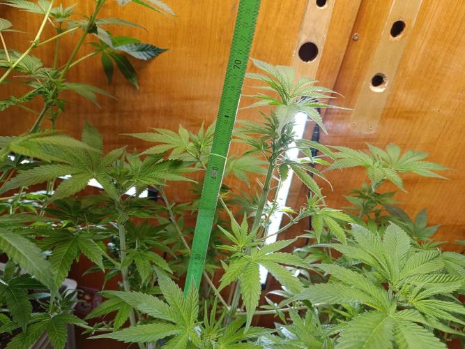 Lemy x Sour Diesel. Week 9