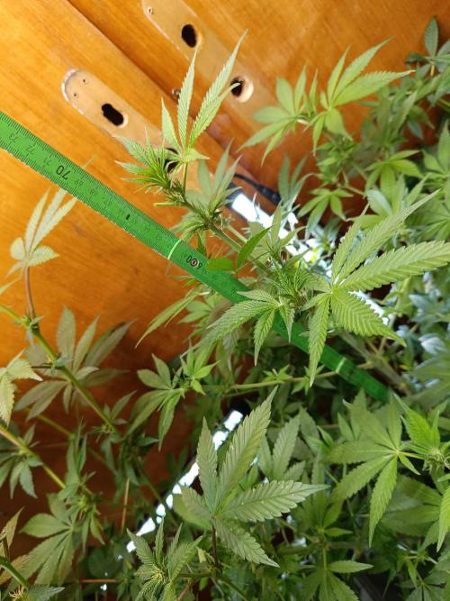 Lemy x Sour Diesel. Week 10