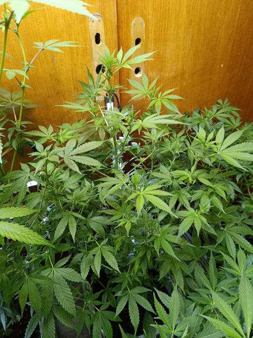 Lemy x Sour Diesel. Week 10