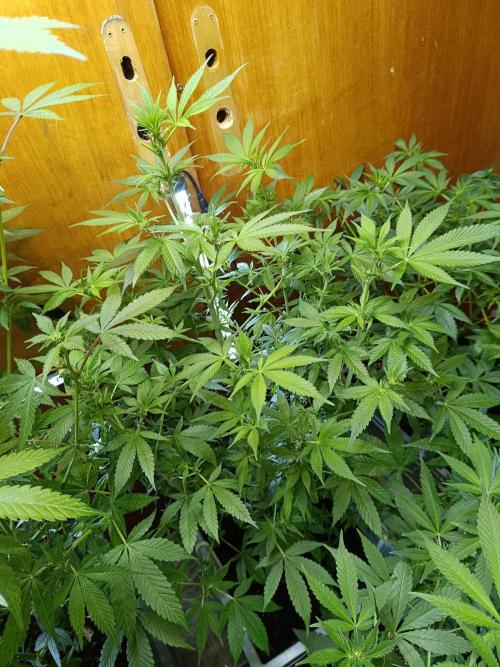 Lemy x Sour Diesel. Week 10