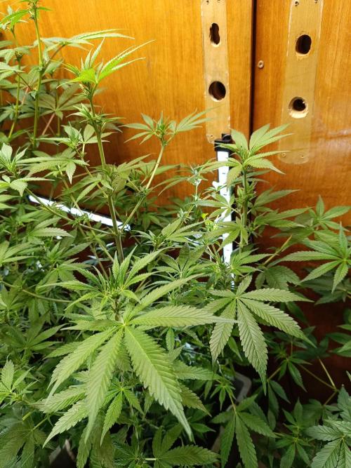 Lemy x Sour Diesel. Week 10
