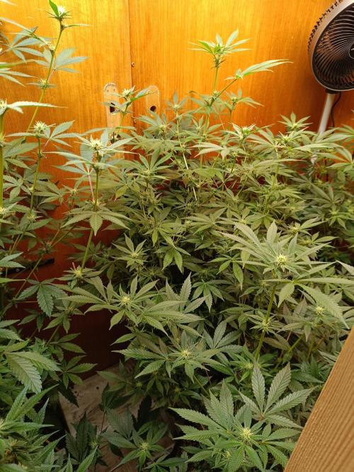 Lemy x Sour Diesel. Week 11