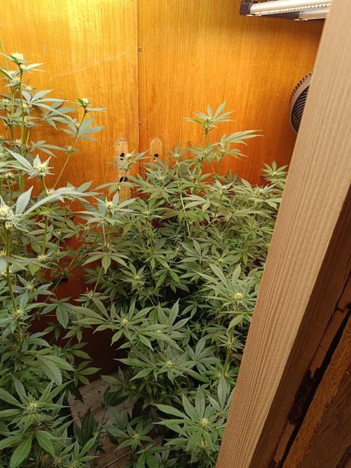 Lemy x Sour Diesel. Week 11