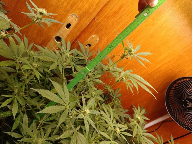 Lemy x Sour Diesel. Week 11