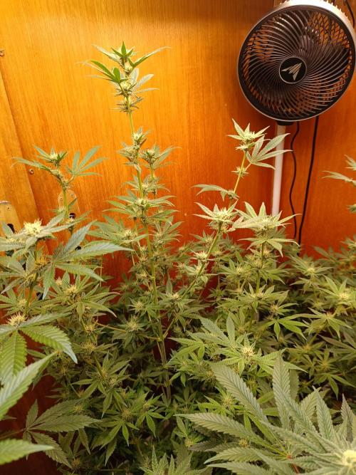 Lemy x Sour Diesel. Week 12