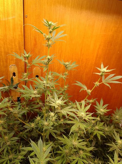 Lemy x Sour Diesel. Week 12