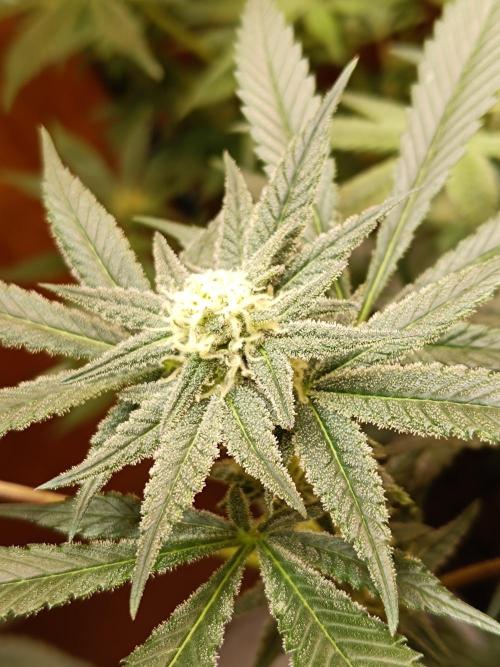 Lemy x Sour Diesel. Week 12
