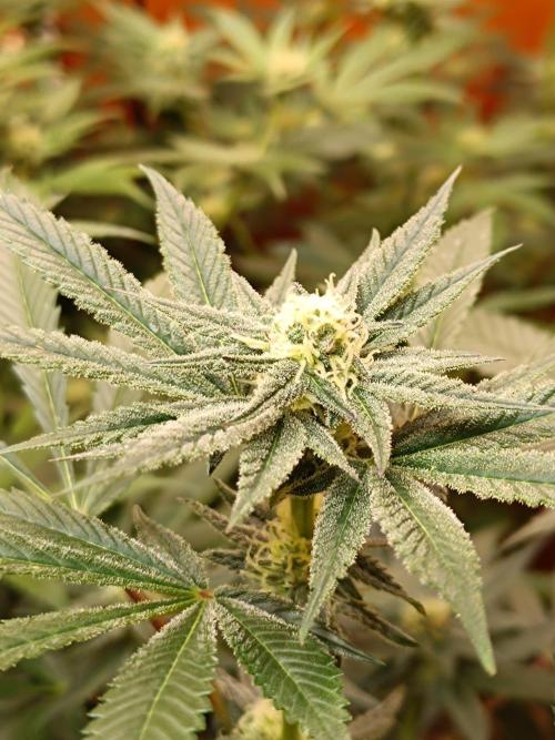 Lemy x Sour Diesel. Week 12