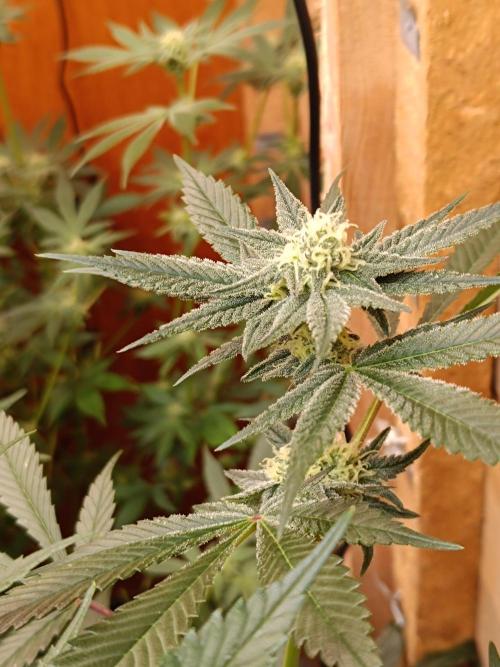 Lemy x Sour Diesel. Week 12