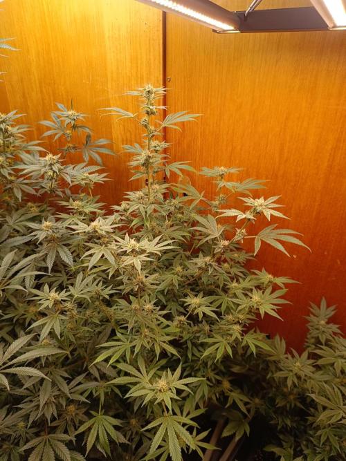 Lemy x Sour Diesel. Week 13