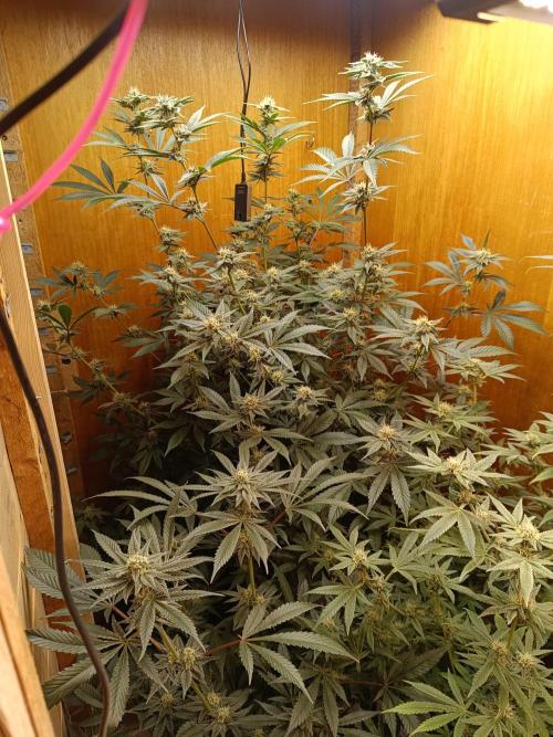 Lemy x Sour Diesel. Week 13