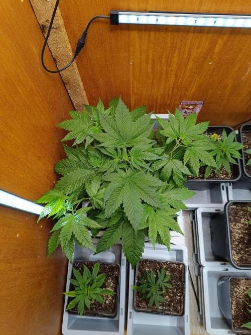 Lemy x Sour Diesel. Week 5