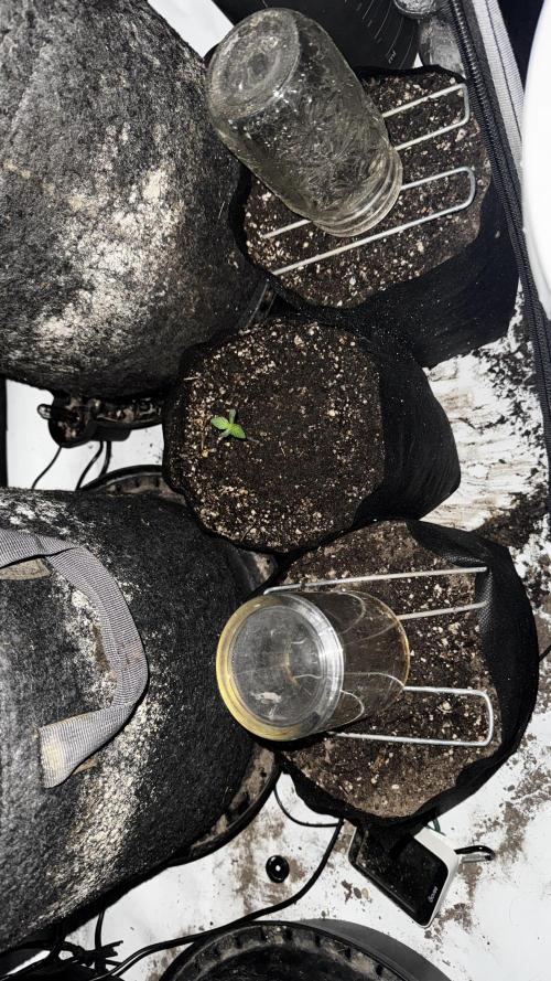 Platinum Lantz Project (plus more). Week 0 - Had three seeds I started last week. Only one made it. So I started 2 more. 