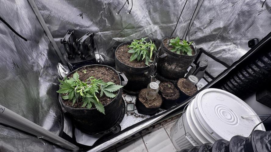 Platinum Lantz Project (plus more). Week 0 - The 2x4 houses 3 older ladies plus Platinum Lantz in the 1 gallon pots. 