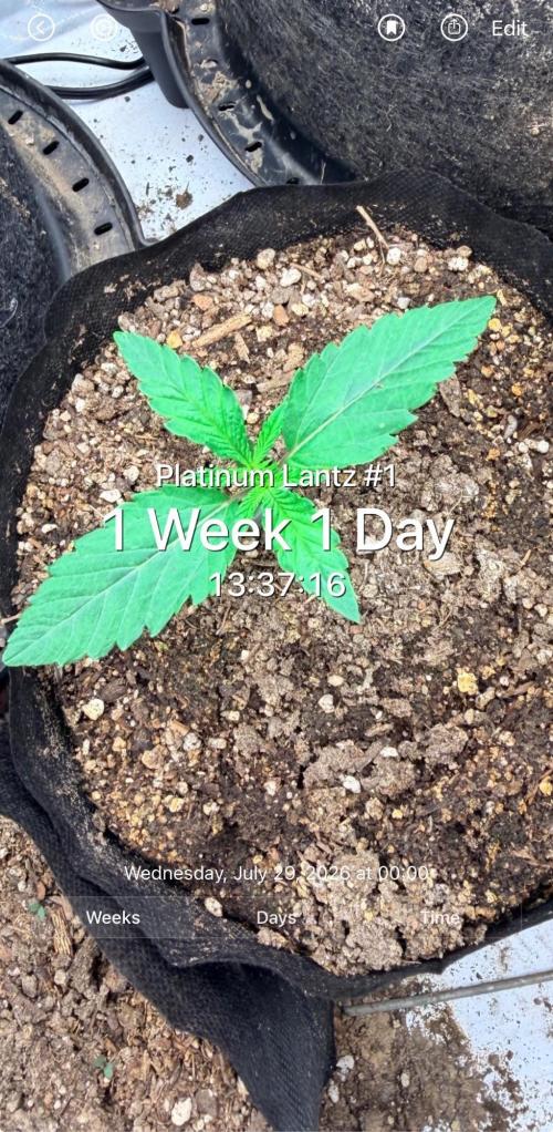 Platinum Lantz Project (plus more). Week 1