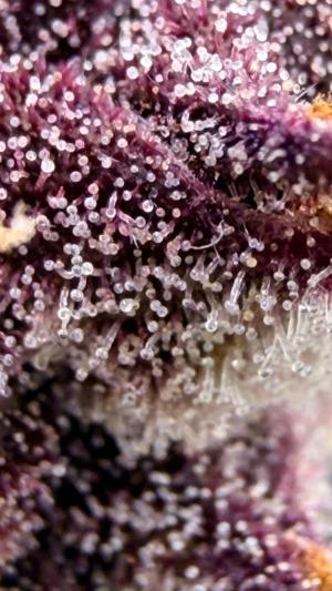 Comment by ChillSpace photo #1