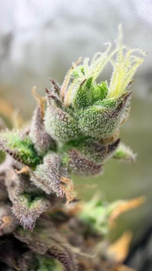 Comment by ChillSpace photo #1