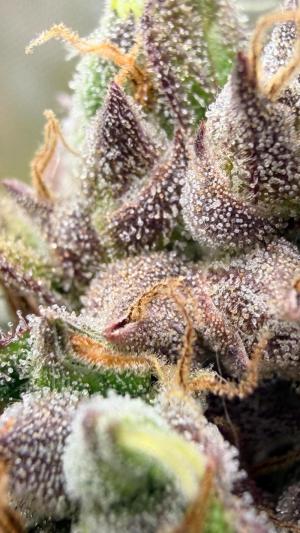 Comment by ChillSpace photo #4