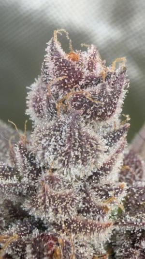 Comment by ChillSpace photo #1