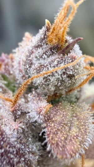 Comment by ChillSpace photo #2