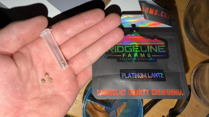 Platinum Lantz Project (plus more). Week 2 - 2 left 