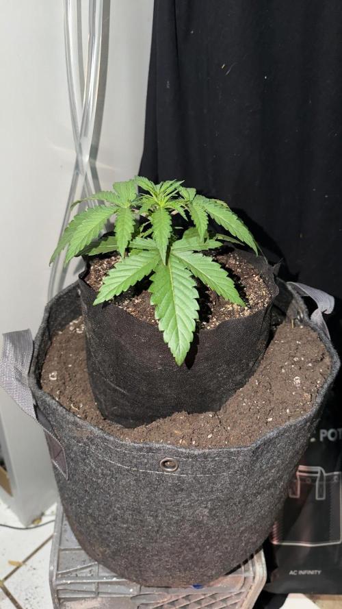 Platinum Lantz Project (plus more). Week 2 - Transplant prep