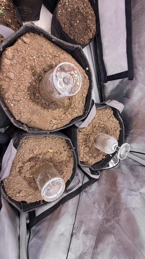 Breaking Teeth & Banging Heads 🤘⚗️. Week 0 - Seeds in soil about 34 hours in 