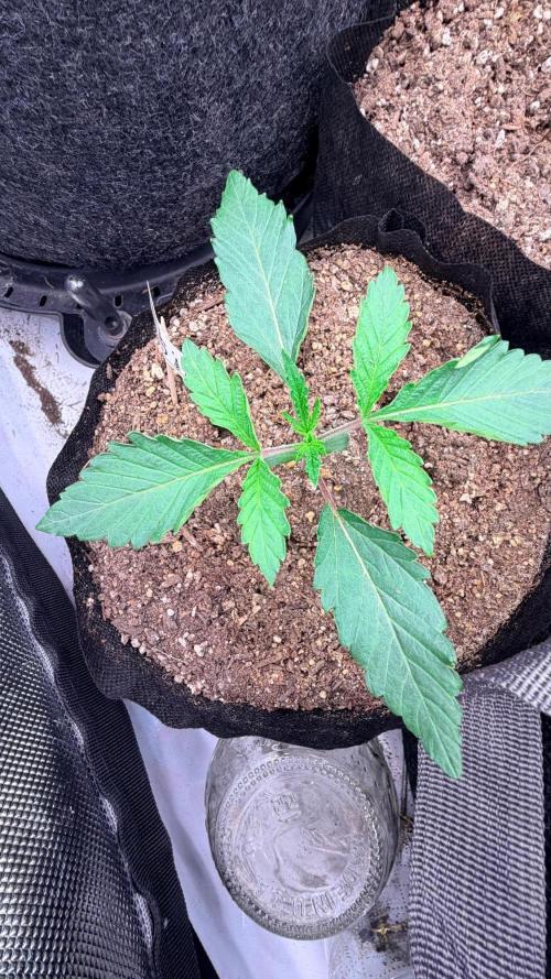 Platinum Lantz Project (plus more). Week 3 - #6 outgrew the 1 gallon pot, time to transfer. 