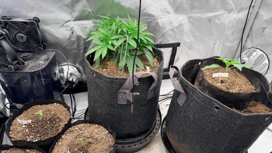 Platinum Lantz Project (plus more). Week 3 - Transplant prep