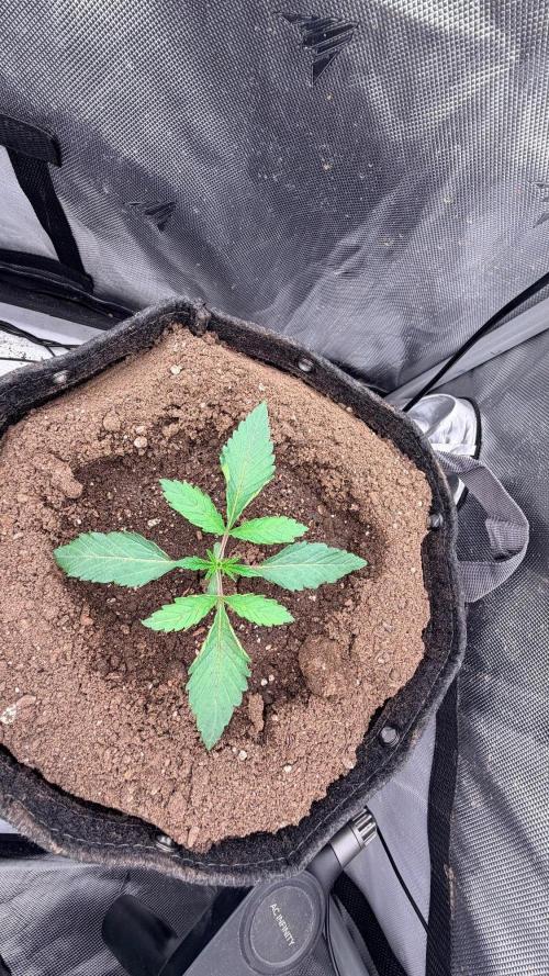 Platinum Lantz Project (plus more). Week 3 - Woops, but I stood her back up and filled in fresh soil. Watered to settle soil.